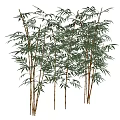 Tree Pit Landscaping with Lush Green Bamboo Plants in Garden Design