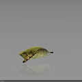 Green Butterfly Pupa With Shiny Surface And Yellow Brown Spots On Dark Background Showing Reflection