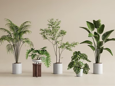Indoor Potted Green Plants With Various Leafy Species In Different Planters 3d model