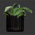 Variegated Green Plant in Black Pot with Copper Stripes on Dark Background