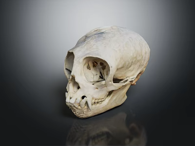 Primate Skull With Natural Texture And Distinct Facial Features On Dark Background 3d model