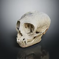 Primate Skull With Natural Texture And Distinct Facial Features On Dark Background