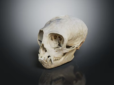 Primate Skull With Natural Texture And Distinct Facial Features On Dark Background 3d model