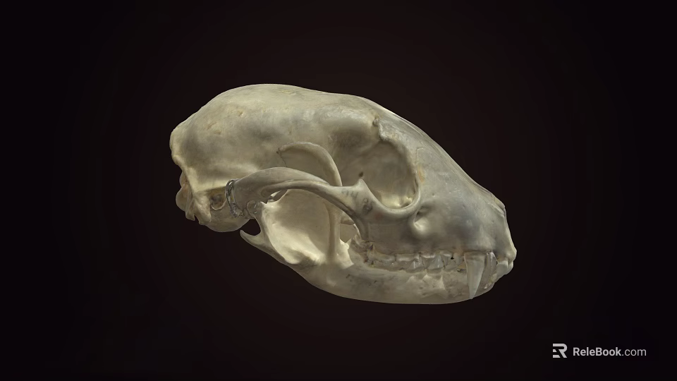 Detailed Animal Skull Showing Teeth And Bone Structure On Dark Background 3d model 