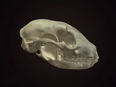 Detailed Animal Skull Showing Teeth And Bone Structure On Dark Background 3d model