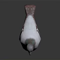 Gray and White Pigeon with Green Neck Feathers Standing on Black Background With Reflection