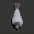 Modern Pigeon Birds 3d model