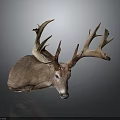 Realistic Deer Taxidermy Head Featuring Large Antlers On Dark Background
