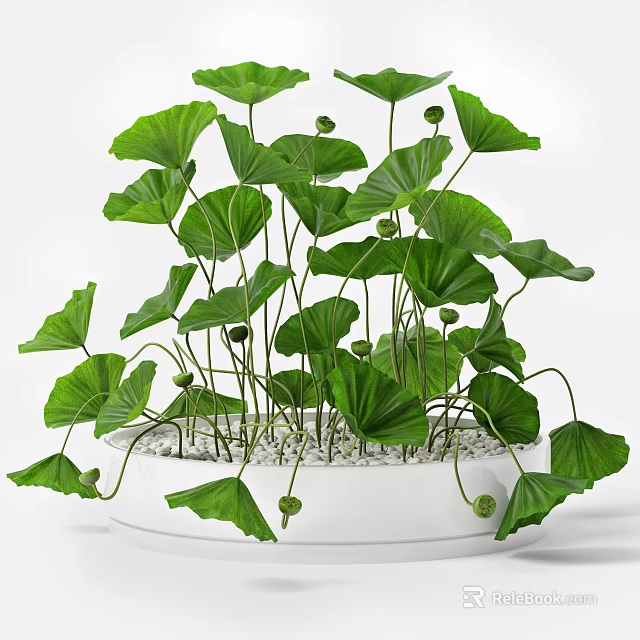 Beautiful Bonsai Potted Plant With Lush Green Leaves In White Pot And Decorative Pebbles 3d model 