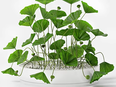 Beautiful Bonsai Potted Plant With Lush Green Leaves In White Pot And Decorative Pebbles 3d model