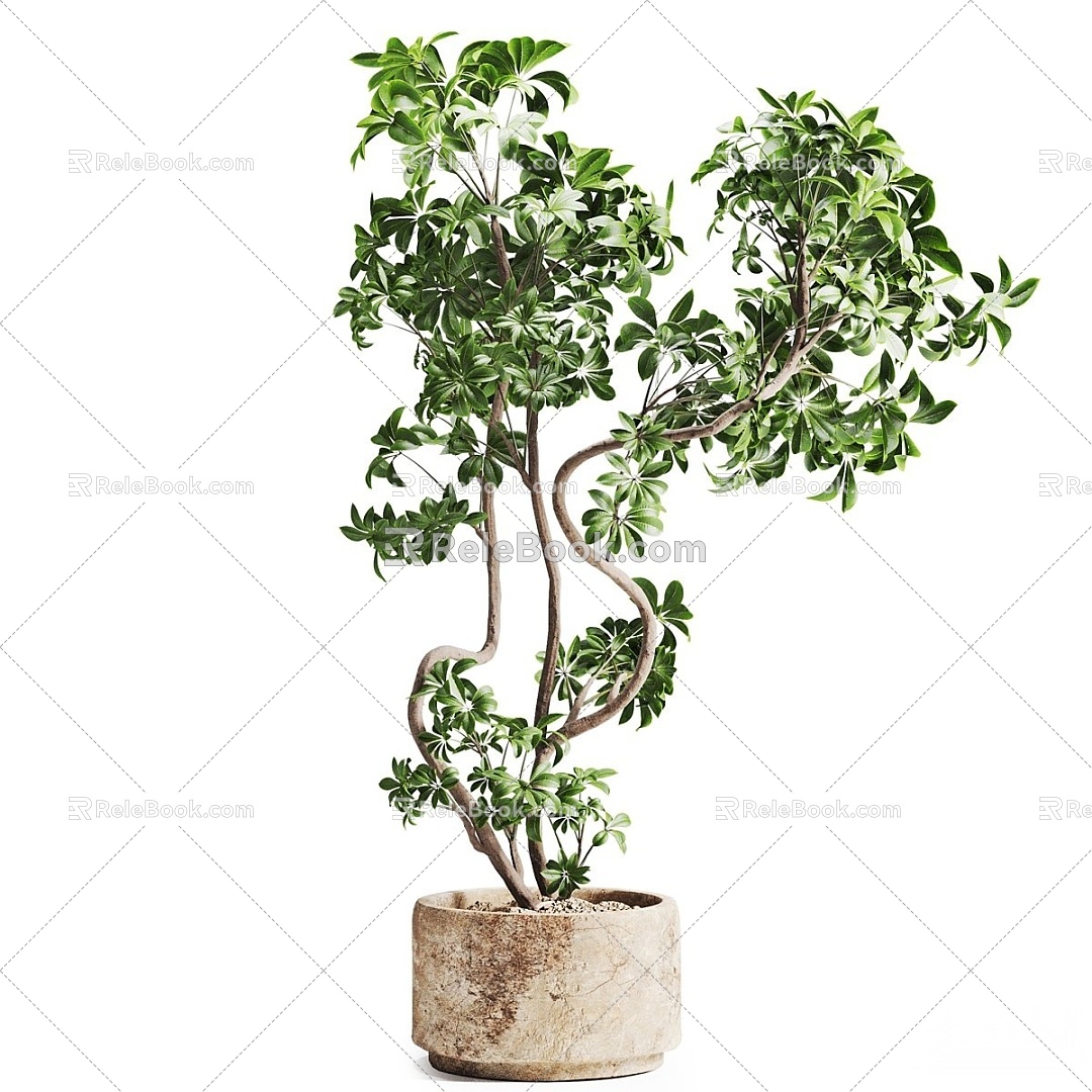 Bonsai 3d model