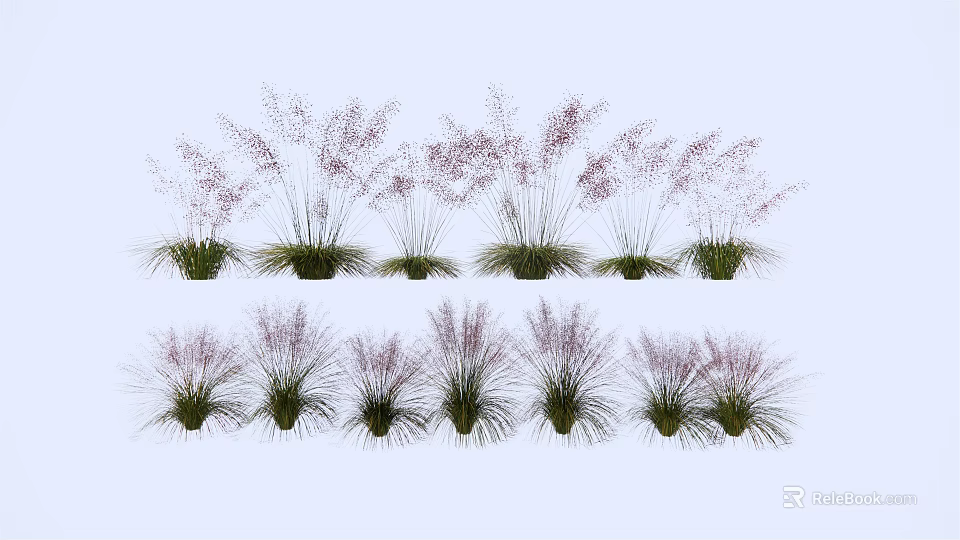 Ornamental Purple Grass Plants With Different Heights In Clumping Arrangement For Garden Decoration 3d model 