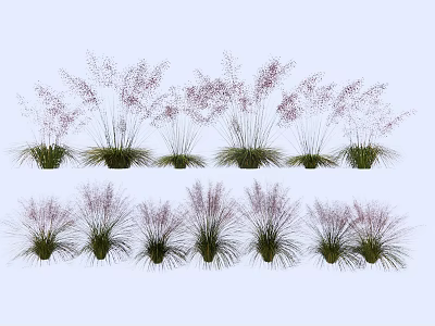 Ornamental Purple Grass Plants With Different Heights In Clumping Arrangement For Garden Decoration 3d model