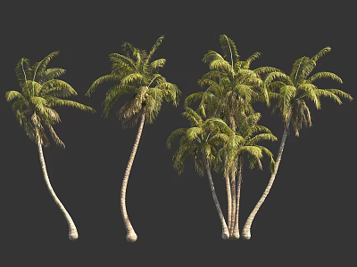 Tall Green Tropical Palm Trees With Curved Trunks And Lush Fronds 3d model