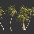 Tall Green Tropical Palm Trees With Curved Trunks And Lush Fronds