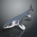 Whale 3D Model with Blue and White Coloration Fins and Tail on Dark Background