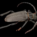 Large Black Flying Beetle With Long Antennae And Legs On Black Background