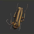Yellow and Black Striped Beetle With Detailed Body And Long Legs On Dark Background