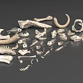 Reptile Skeleton Anatomical Parts Including Skull Rib Vertebra And Limb Bones