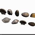 Collection of Natural Seashells and Pebbles with Diverse Colors and Shapes