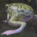 Green Black Spotted Reptile Lizard With Open Mouth And Extended Limbs On Grassland Soil
