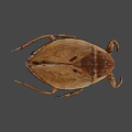 Brown Insect With Long Legs And Flat Body On Gray Background 3d model