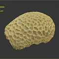 Coral Polyps Create Intricate Honeycomb Patterned Calcium Carbonate Marine Structures 3d model