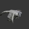 Animal Skull With Large Curved Horns And Detailed Bone Structure Isolated On Dark Background