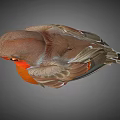 Detailed Robin Bird Standing With Orange Breast Red Beak And Grey Back Feathers