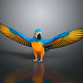 Blue and Orange Parrot with Spread Wings Vibrant Feathers on Grey Background