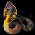 Reptile Cobra with Open Mouth Yellow and Brown Body Patterns on Black Background