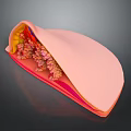 Detailed Colorful 3D Anatomical Cross Section With Internal Tissue Layers