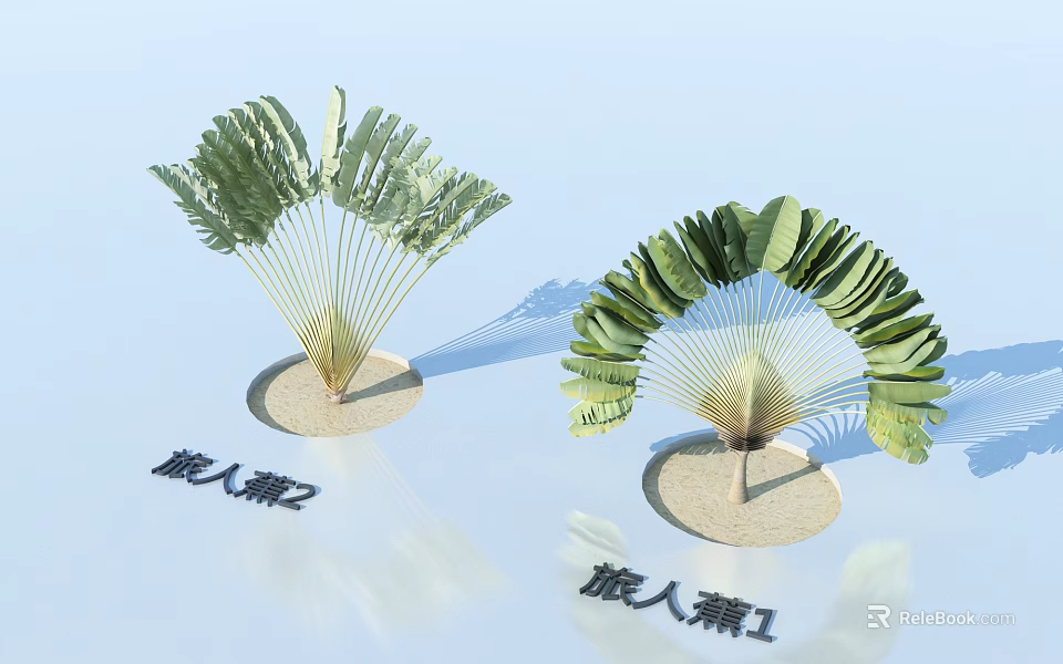 Traveler's Palm Bonsai Potted Plants Featuring Fan Shaped Leaves Two Styles On Sandy Base 3d model 