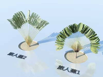 Traveler's Palm Bonsai Potted Plants Featuring Fan Shaped Leaves Two Styles On Sandy Base 3d model