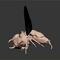 Alien Insects Sci-Fi Insects Magic Insects Strange Insects Fantasy Insects Insect Characters Game Characters 3d model