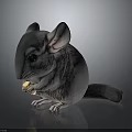 Cute Gray Chinchilla Eating Food While Holding Treat In Dark Background