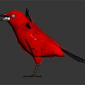 Red Bird With Black Spread Wings Standing On Black Background With Reflection
