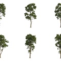 Honey berry tree landscape tree street tree big tree 3d model