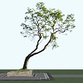 Tall Arbor With Curved Trunk And Green Leaves Against Blue Sky Background