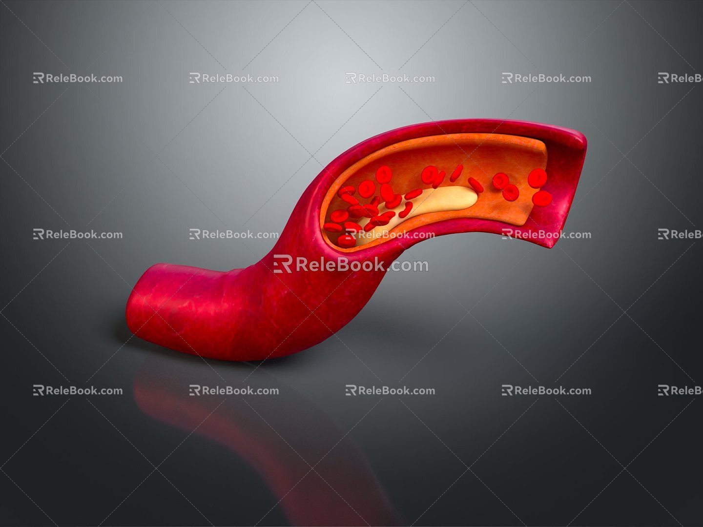 Blood Body Blood Vessel Vessel Artery Vessel Artery Planing Surface Figure Blood Vessel Planing Surface Human Body 3d model