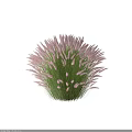 Round Shaped Decorative Plant With Pink Spike Flowers And Green Leaves