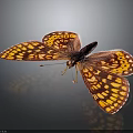 Vibrant Red And Yellow Butterfly With Spotted Wings On Dark Background