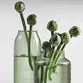 Fresh Green Flower Buds Arranged In Two Transparent Vases With Water