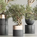 Bonsai Plants With Shaped Trunks And Lush Green Leaves In Various Colored Pots