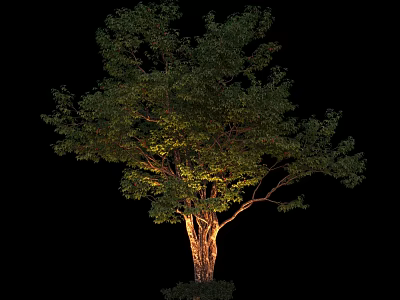 Lush Green Arbor With Dense Foliage And Illuminated Textured Trunk Against Black Background 3d model