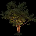 Lush Green Arbor With Dense Foliage And Illuminated Textured Trunk Against Black Background