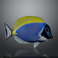Vibrant Blue Tropical Fish With Yellow Dorsal Fin White Underbelly Black Head And Red Eyes