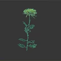 Beautiful Yellow Chrysanthemum with Green Stem and Leaves on Gray Background