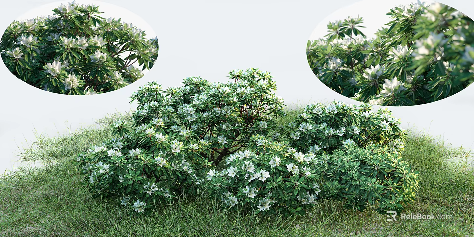 Lush Green Flowering Shrubs With White Blossoms And Dense Foliage In Grass 3d model 