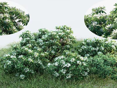 Lush Green Flowering Shrubs With White Blossoms And Dense Foliage In Grass 3d model